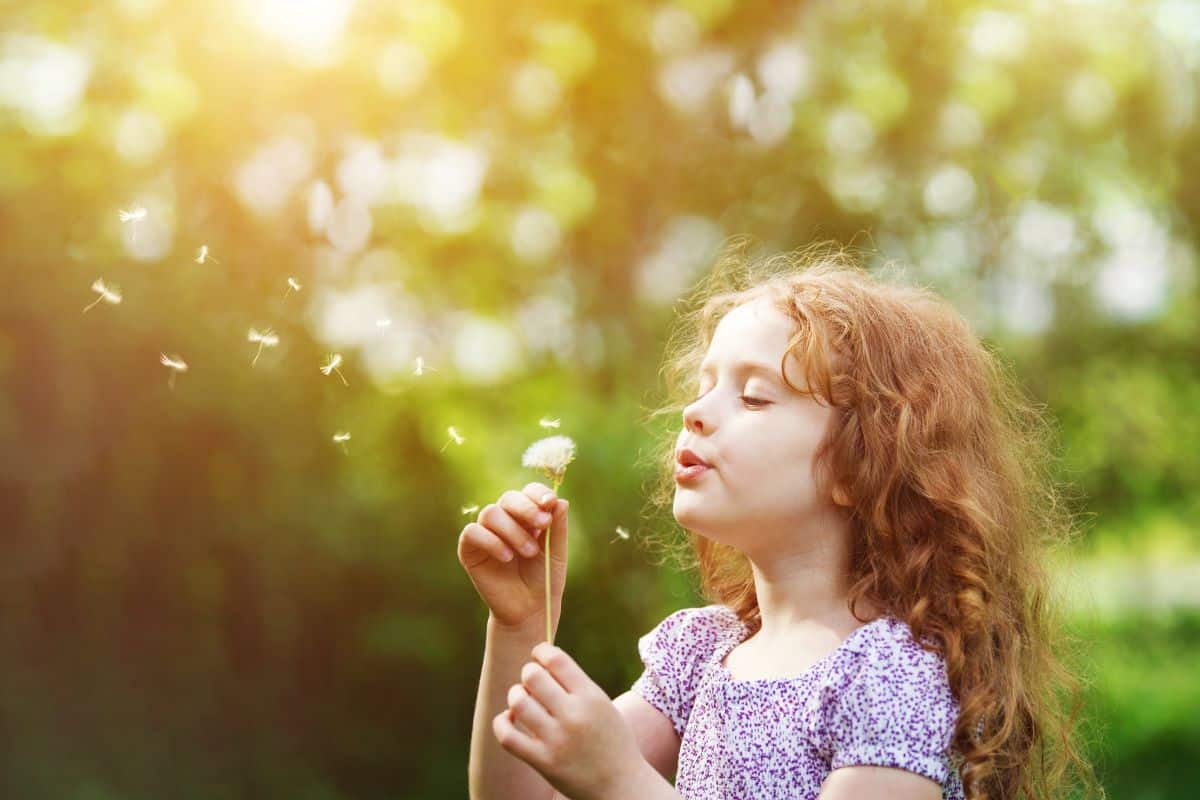 Child outdoors blowing the seed pods off of a dandelion that has gone to seed. She holds the dandelion with both hands while looking at it.